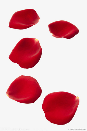 漂浮元素-红色高清玫瑰花瓣